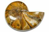 Polished Fossil Nautilus (Cymatoceras) - Madagascar #378983-1